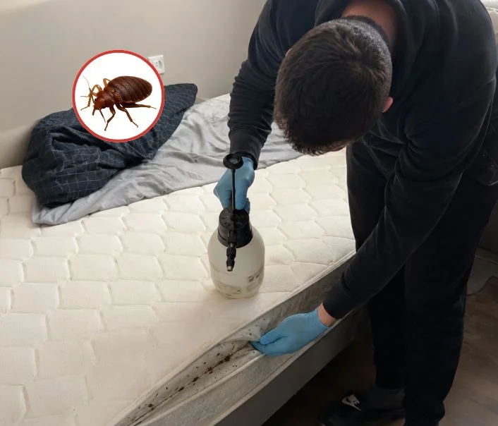 Technicien traitant un matelas contre les punaises de lit à Gouvernes